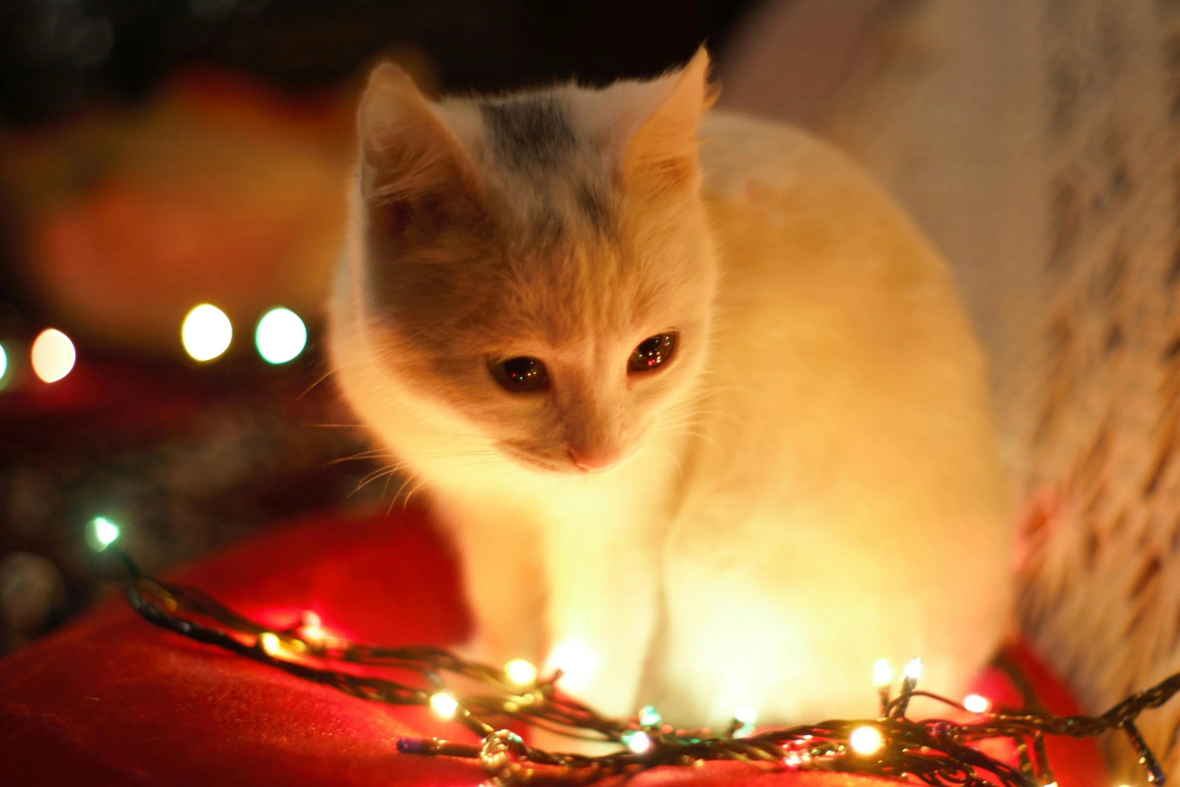 a cat sitting on top of a bed covered in christmas lights, by Julia Pishtar, pexels contest winner, small red lights, white cat, cute kitten, closeup photo