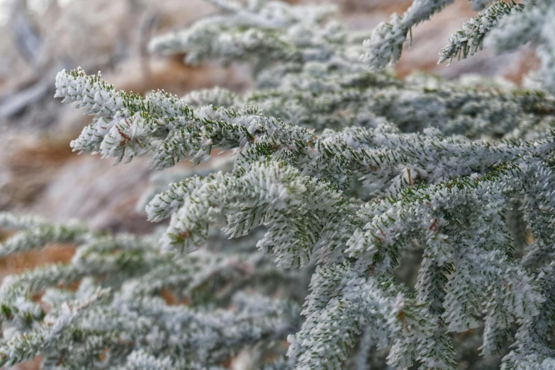 a close up of a pine tree covered in frost, inspired by Arthur Burdett Frost, light grey mist, angled shot, multicoloured, grey