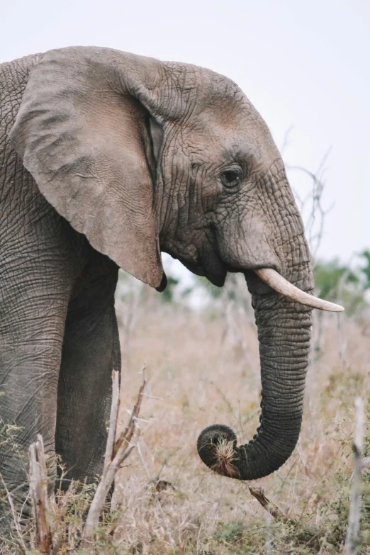 an elephant that is standing in the grass, towering above a small person, top selection on unsplash, bubbly, brown