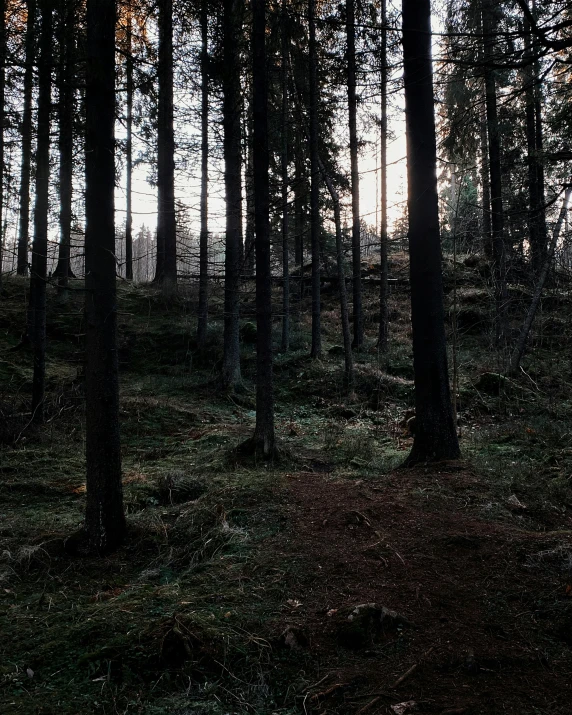 a forest filled with lots of tall trees, an album cover, unsplash, dark photo, nordic landscape, late evening, ((trees))