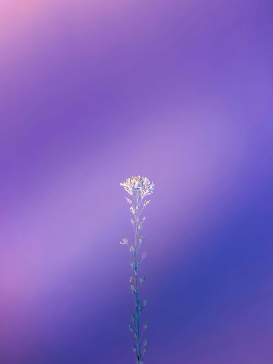 a single flower in the middle of a field, by Jan Rustem, postminimalism, gradient light purple, portrait of tall, gypsophila, blue image