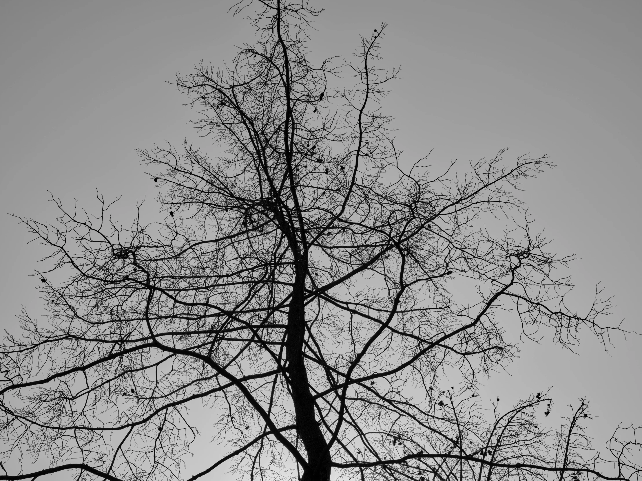 a black and white photo of a tree with no leaves, a black and white photo, inspired by Diego Giacometti, pexels, intricate sky, skeletal, contre - jour, contrasting colors