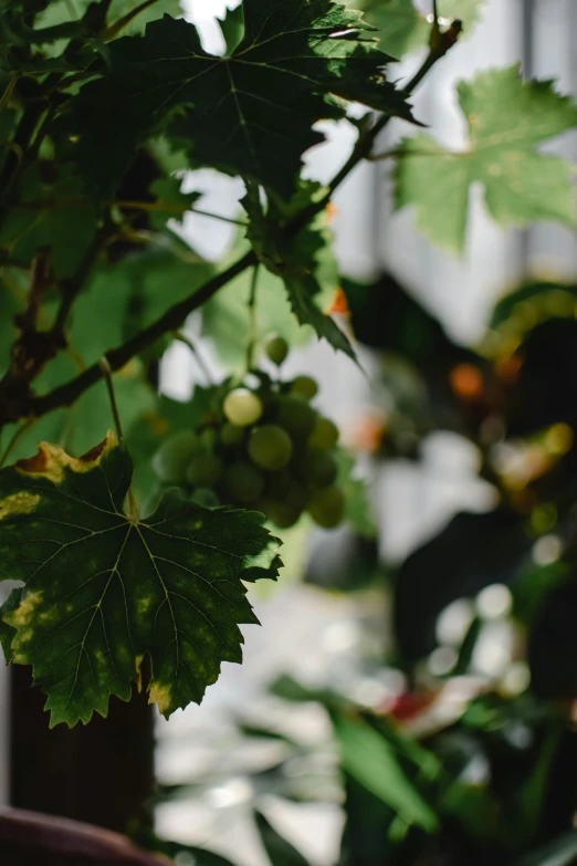 a close up of a plant with green leaves, grapes, with backdrop of natural light, multiple stories, background image