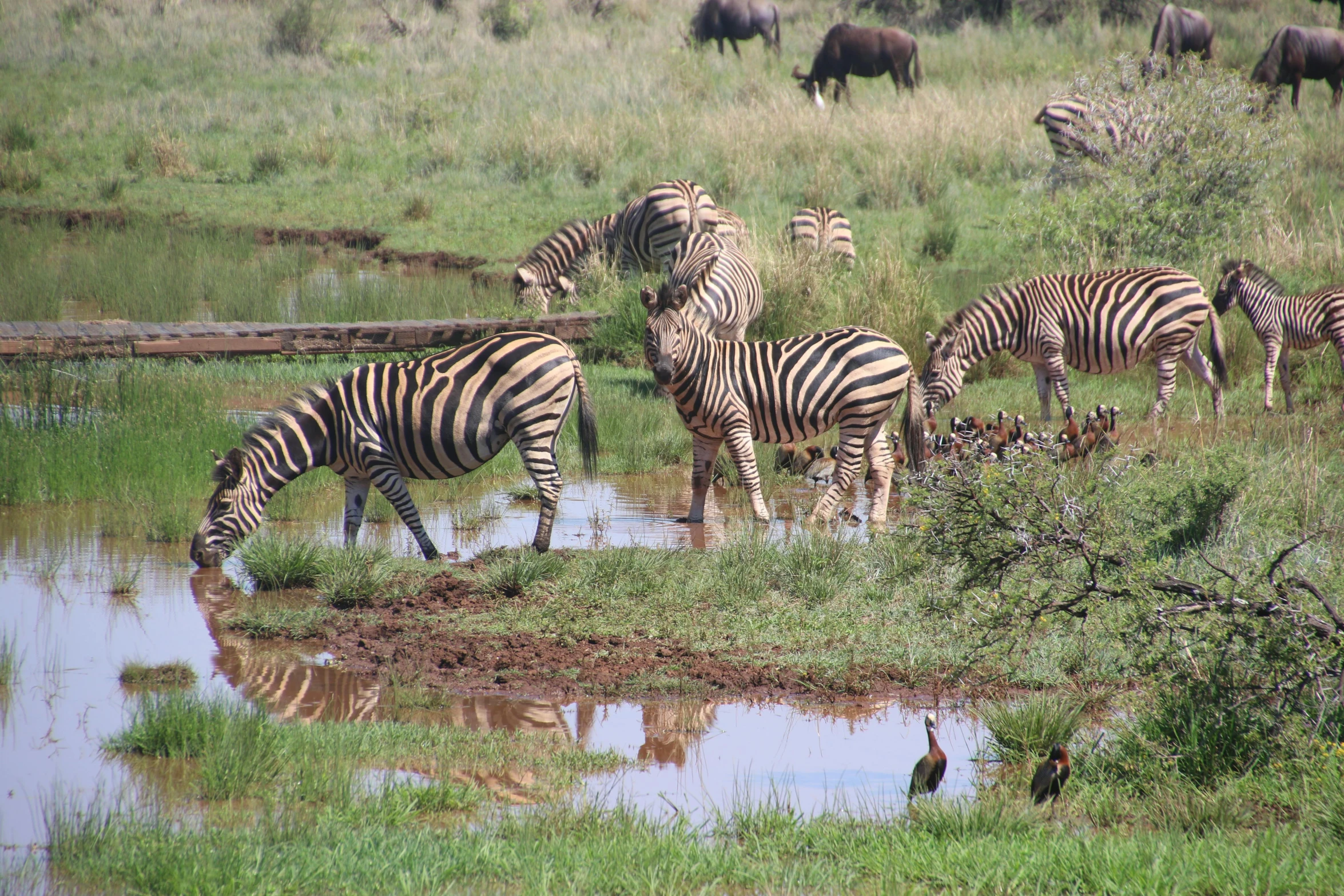 a herd of zebra standing on top of a lush green field, near pond, leaking, diverse species, multiple stories