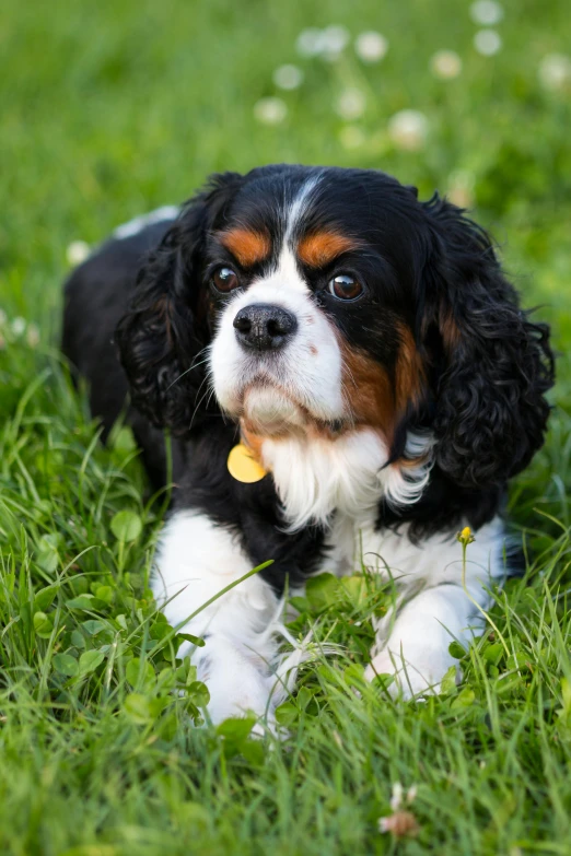 a black and white dog laying in the grass, cavalier king charles spaniel, square, shot with sony alpha, slide show