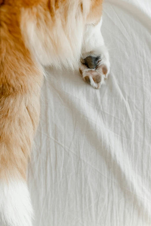 an orange and white cat laying on a bed, an album cover, by Doug Ohlson, trending on unsplash, sharp robot cat paws, corgi, texture detail, flowing silk sheets