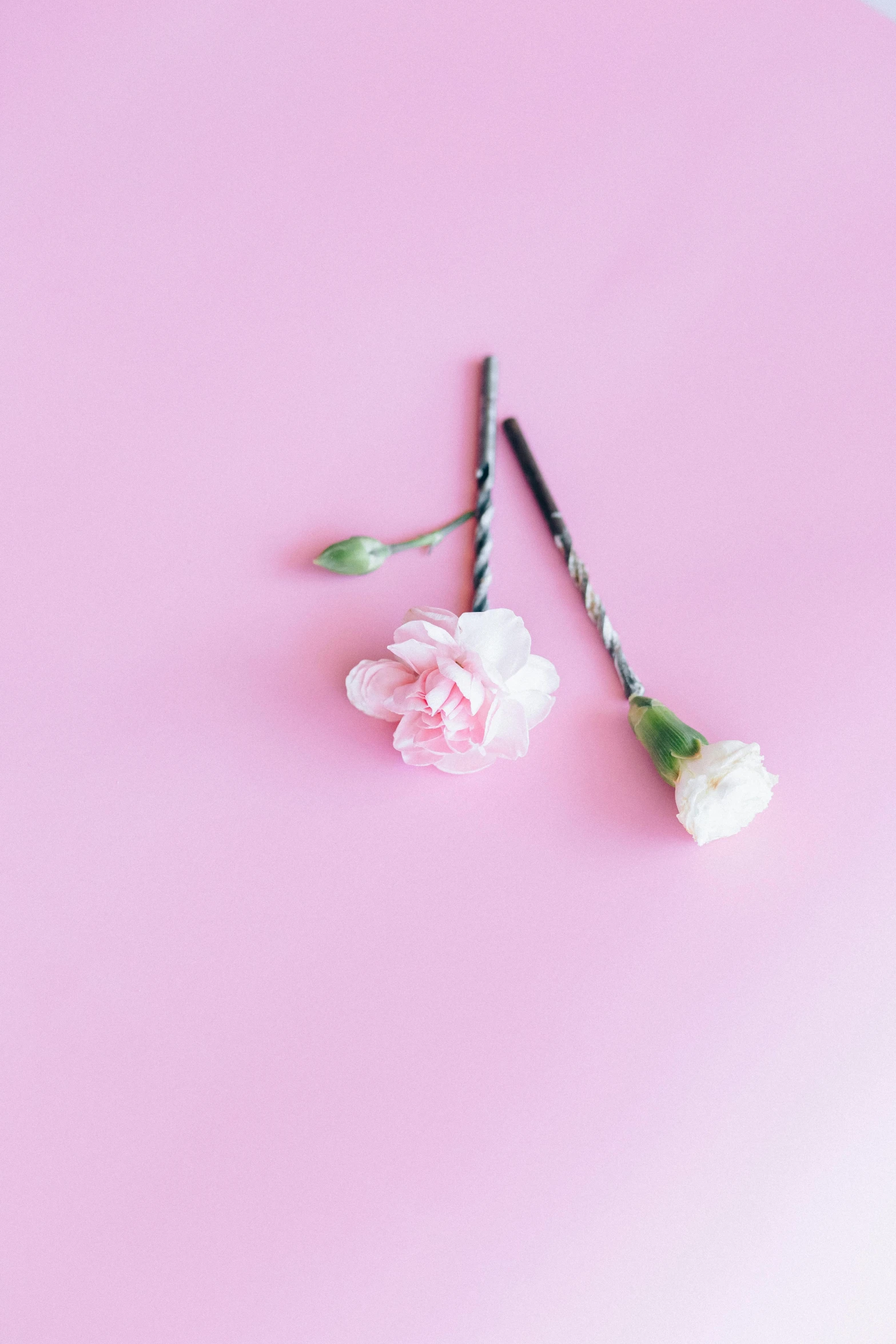 two pink carnations on a pink background, an album cover, inspired by Robert Mapplethorpe, trending on unsplash, romanticism, tiny sticks, flowers on hair, stick poke, hyperminimalist
