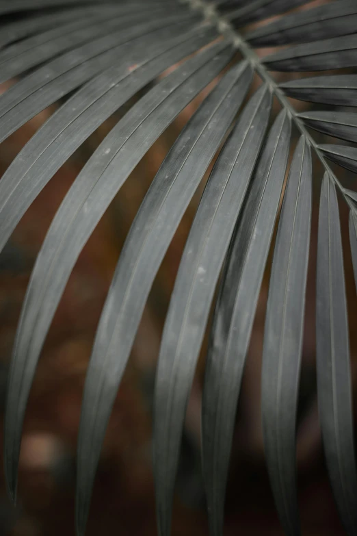 a close up of a leaf of a palm tree, by Jan Tengnagel, unsplash, hurufiyya, in gunmetal grey, flax, metalwork, medium format