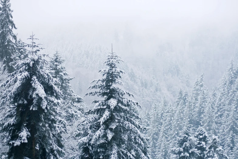 a group of people riding skis down a snow covered slope, ((trees)), foggy weather atmosphere, black fir, a cozy