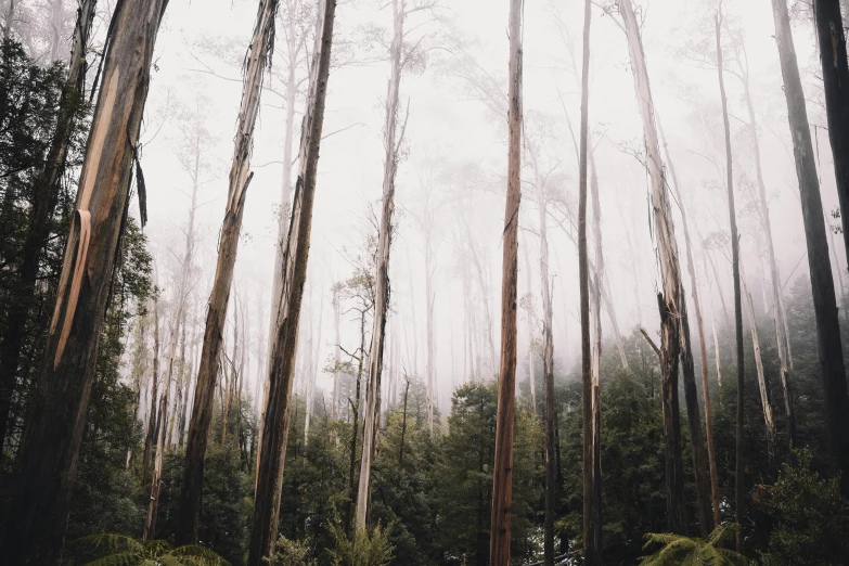 a forest filled with lots of tall trees, a picture, by Will Ellis, unsplash contest winner, australian tonalism, medium format, fog in background, victoria siemer, ((trees))