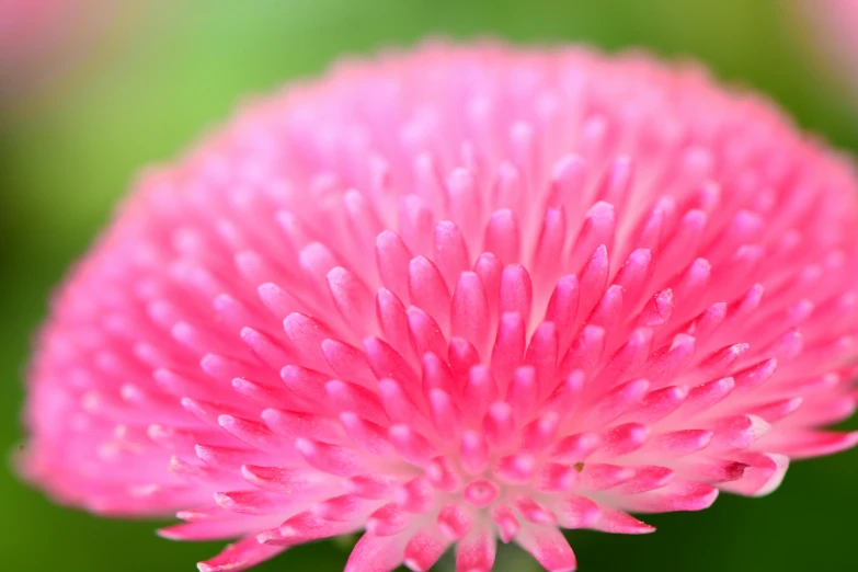 a close up of a pink flower with a blurry background, a macro photograph, by Jan Rustem, fine art, pincushion lens effect, coxcomb, clover, neon pink