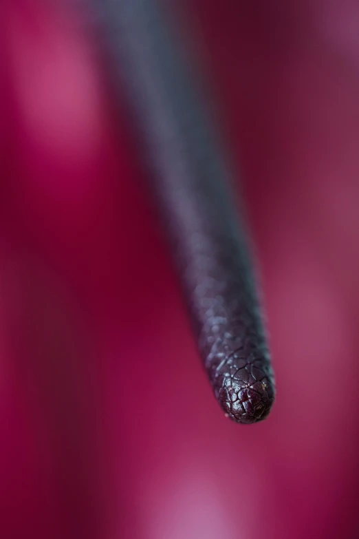 a close up of a piece of metal, a macro photograph, by Doug Ohlson, arabesque, smooth red skin, single long stick, magenta, lizard tongue