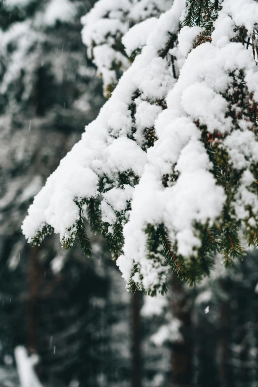 a pine tree covered in snow in a forest, trending on unsplash, fan favorite, detail shots, hooded, nordic