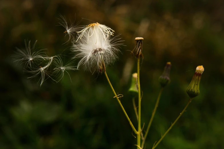 a close up of a flower with a blurry background, a macro photograph, by Eglon van der Neer, unsplash, hurufiyya, feathery fluff, dead plants and flowers, dandelion, 15081959 21121991 01012000 4k