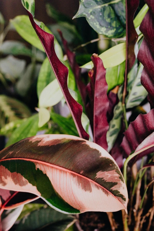 a close up of a plant with red and green leaves, trending on pexels, renaissance, tropical houseplants, brown and pink color scheme, high light on the left, raspberry banana color