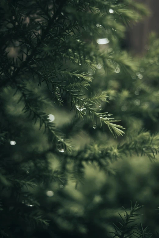 a close up of a tree with drops of water on it, inspired by Elsa Bleda, unsplash contest winner, lush evergreen forest, holiday season, a delicate, lo fi