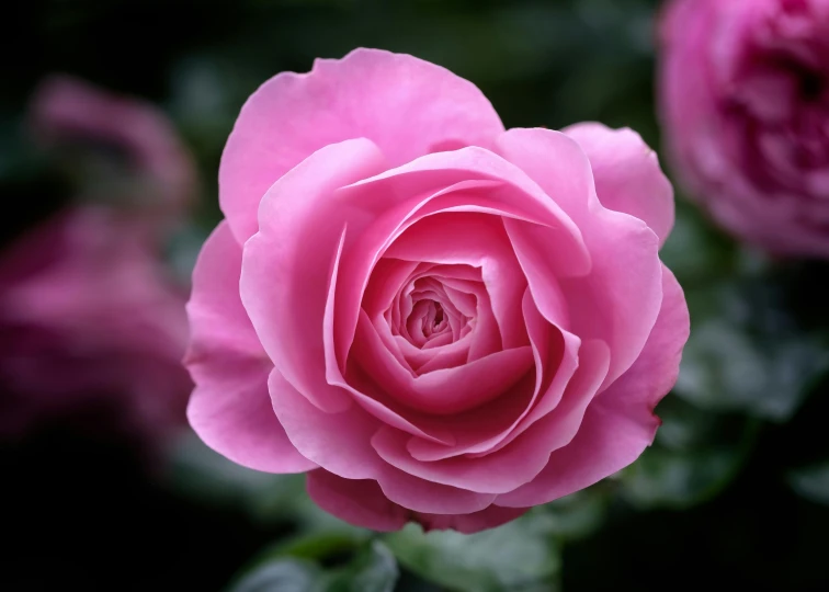 a close up of a pink rose with green leaves, by Gwen Barnard, pexels contest winner, paul barson, highly ornamental, manuka, of a beautiful