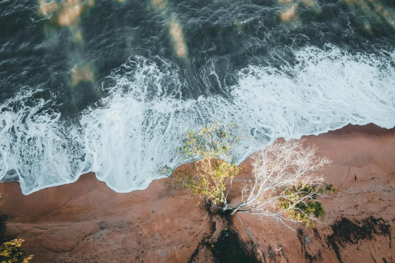a tree sitting on top of a sandy beach next to the ocean, unsplash contest winner, water swirling, arial shot, red sand, “ iron bark