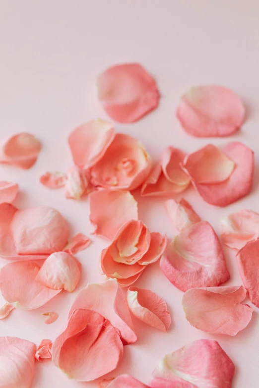 pink rose petals scattered on a white surface, by Kim Du-ryang, trending on unsplash, soft red tone colors, perky woman made of petals, butter, light pink background