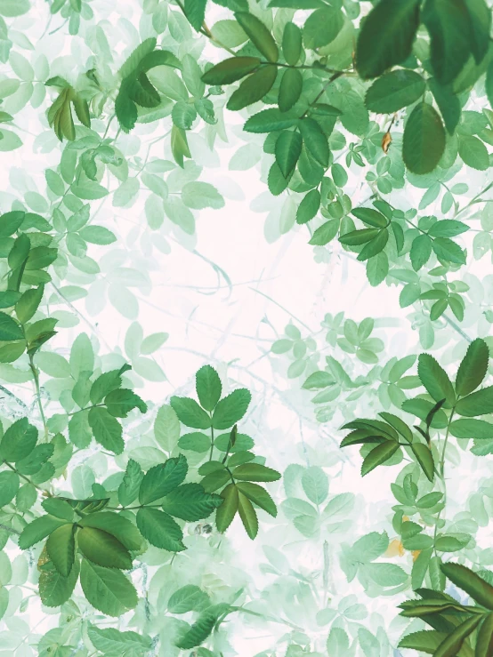 a picture of a bunch of green leaves, an album cover, by Kim Du-ryang, visual art, 2 5 6 x 2 5 6 pixels, semi realism, canopy, delicate garden on paper