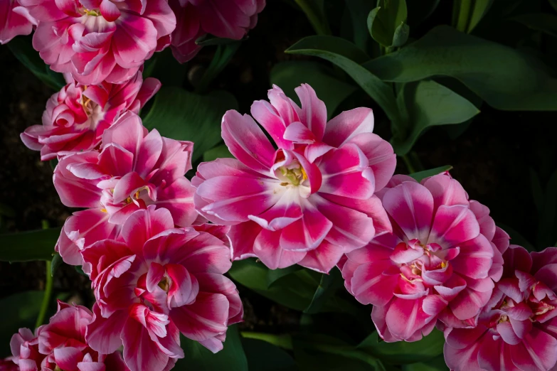 a close up of a bunch of pink flowers, by Emanuel de Witte, pexels contest winner, tulip, vibrant foliage, zig zag, highly polished