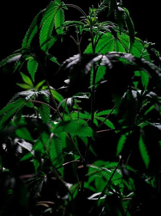 a close up of a plant with green leaves, a digital rendering, unsplash, marijuana trees, standing with a black background, 💣 💥💣 💥, full frame image