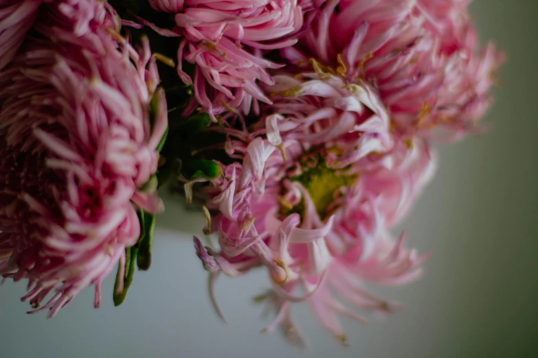 a white vase filled with pink flowers on top of a table, a macro photograph, by Carey Morris, pexels, chrysanthemum eos-1d, side view intricate details, loosely cropped, detail shot