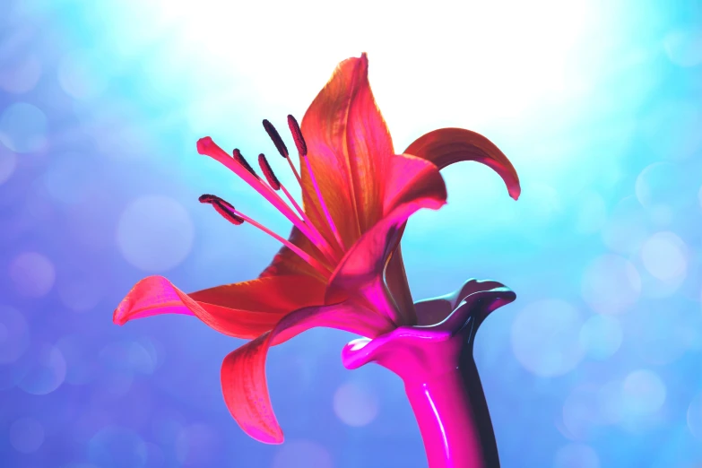 a close up of a flower in a vase, an album cover, inspired by David LaChapelle, pexels, lily flowers. 8 k, red and blue back light, designed in blender, magenta and blue