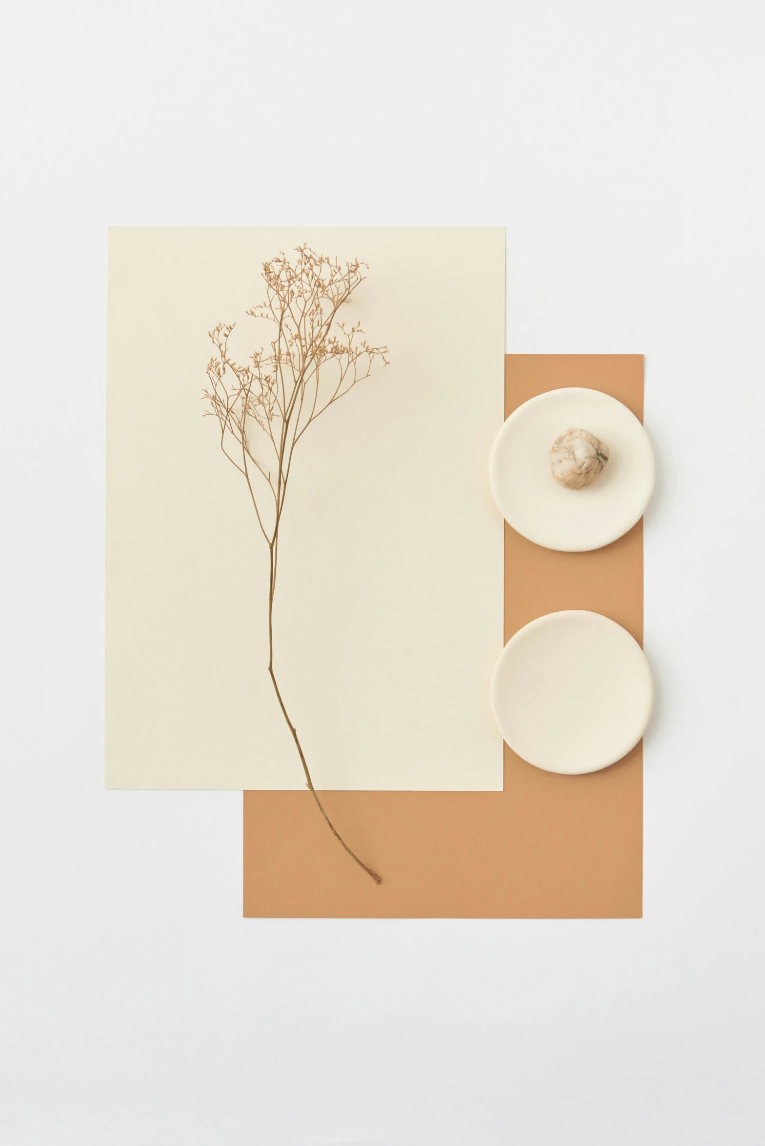 a piece of paper with a plant on it, inspired by Caro Niederer, conceptual art, flesh - tone color palette, floating objects, bone and ivory, promo material