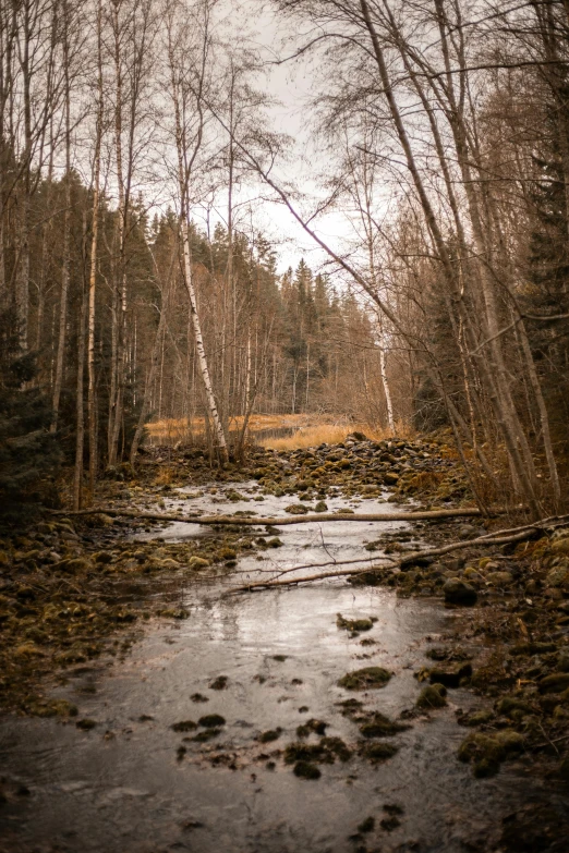 a stream running through a forest filled with lots of trees, a picture, inspired by Eero Järnefelt, pexels contest winner, today\'s featured photograph 4k, dry river bed, cold environment, heavy birch forest