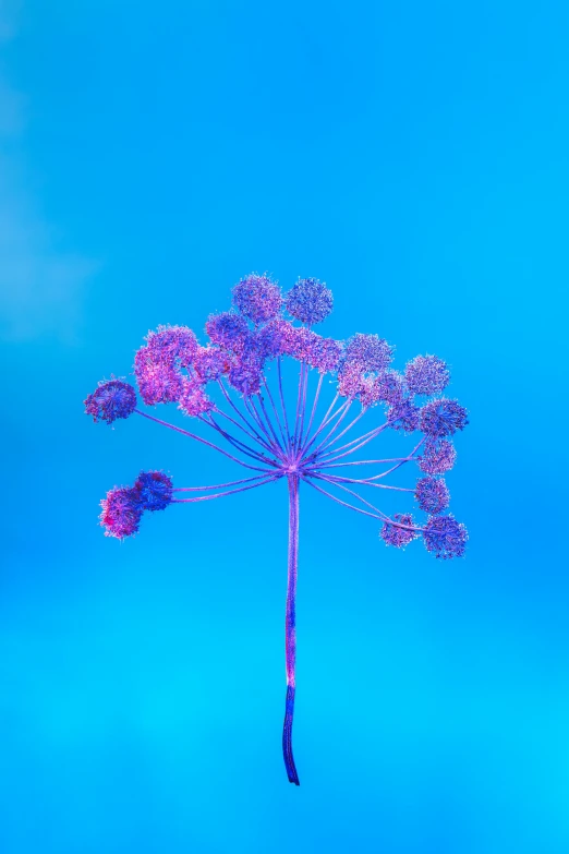 a plant with purple flowers against a blue sky, a macro photograph, unsplash, art photography, blue neon light, single color, ultra intricate, shot on sony a 7