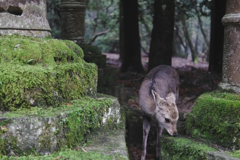 a kangaroo that is standing in the grass, by Elsa Bleda, pexels contest winner, shin hanga, ancient ruins in the forest, moss covered, shrine, steps