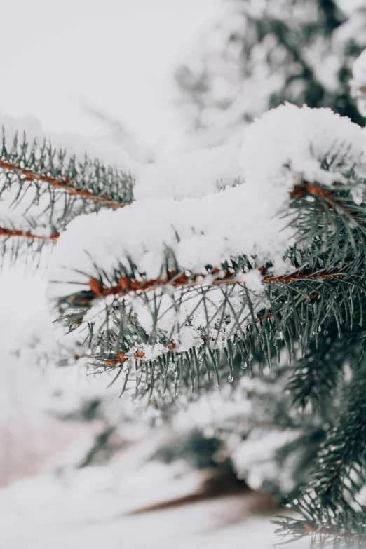 a close up of a pine tree covered in snow, in the snow