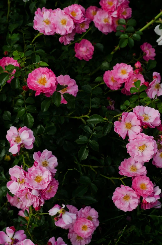 a bunch of pink flowers sitting on top of a lush green field, inspired by Jacopo Bassano, unsplash, romanticism, decorative roses, loosely cropped, high angle shot, color photograph