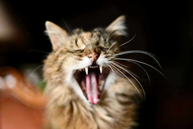 a close up of a cat with its mouth open, by Niko Henrichon, pexels contest winner, scratchy, shouting, getty images, teeth bared