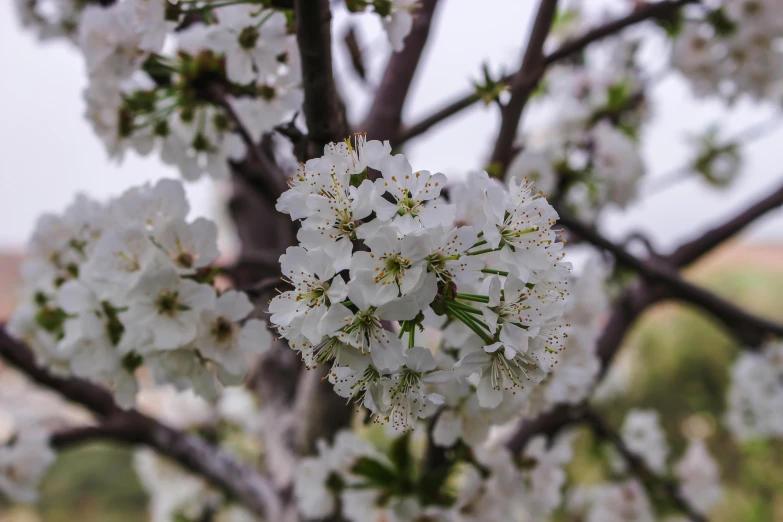 a bunch of white flowers on a tree, an album cover, unsplash, background image, slight overcast weather, shot on sony a 7 iii, high details photo