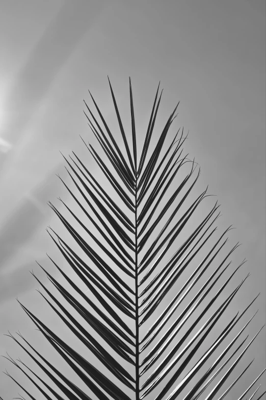 a black and white photo of a palm tree, by Pamphilus, postminimalism, contre - jour, leaf, -n 6, v ray