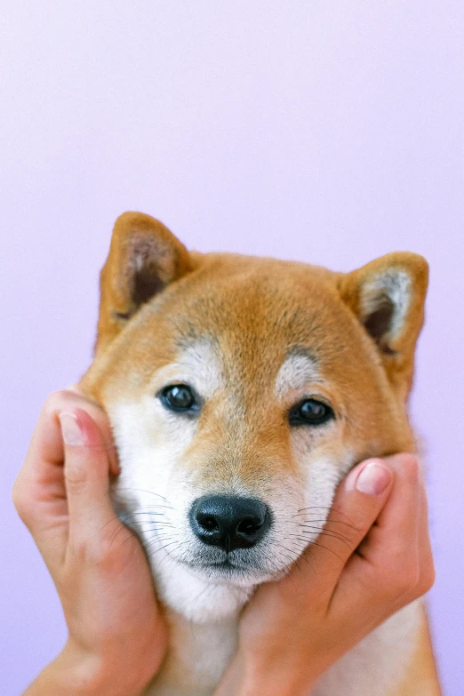 a close up of a person holding a dog, an album cover, inspired by Shiba Kōkan, trending on pexels, purple, very small eyes, けもの, greeting hand on head
