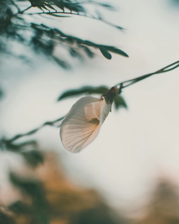 a white butterfly sitting on top of a tree branch, inspired by Elsa Bleda, unsplash, minimalism, depicting a flower, lgbtq, low quality photo, distant photo