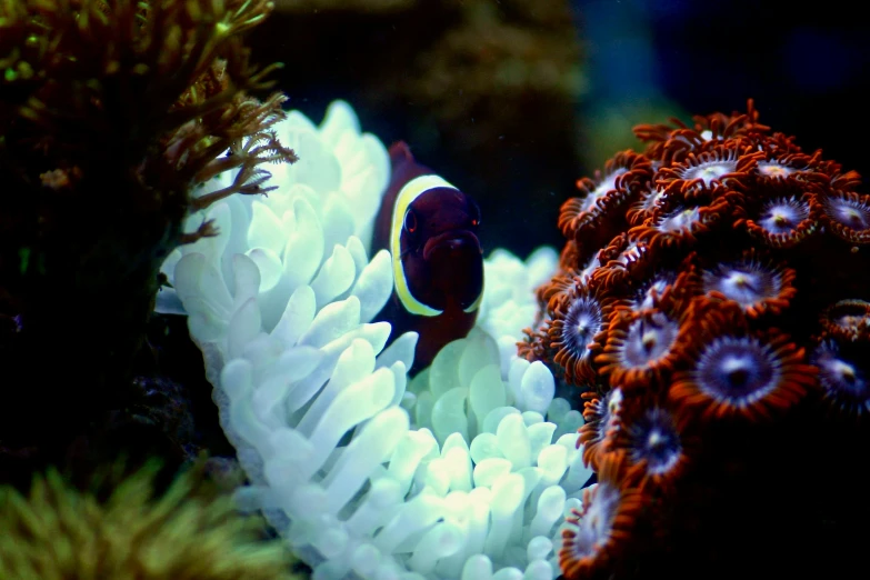 a close up of a fish in an aquarium, a colorized photo, unsplash, radiating atomic neon corals, anemone, 🦩🪐🐞👩🏻🦳, with a whitish