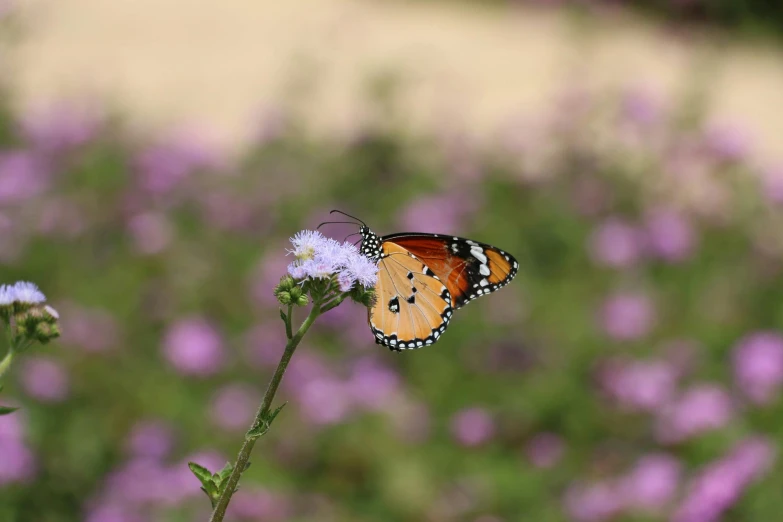 a butterfly that is sitting on a flower, unsplash, verbena, fan favorite, medium shot angle, manuka