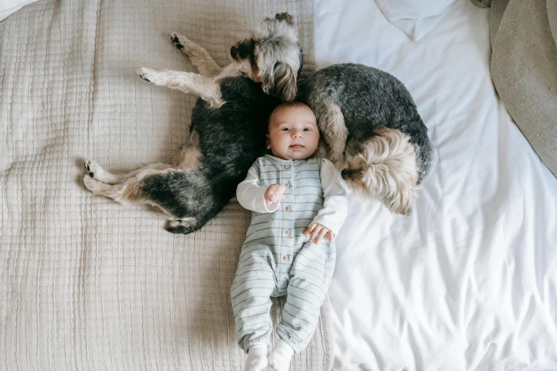 a baby laying on top of a bed next to two dogs, pexels contest winner, full body image, 1505, young boy, bowater charlie and brom gerald