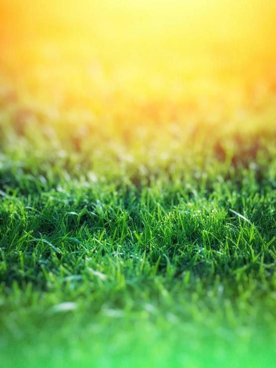 a green grass field with the sun in the background, profile pic, fake grass, brightly-lit, up close