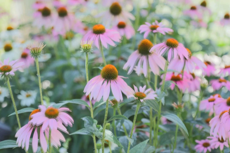 a field of pink flowers with green leaves, by Carey Morris, pexels, renaissance, fan favorite, gray, chamomile, cottagecore flower garden