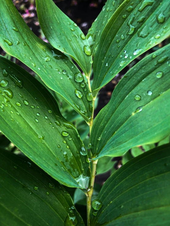 a close up of a plant with water droplets on it, large leaves, sustainable materials, profile image