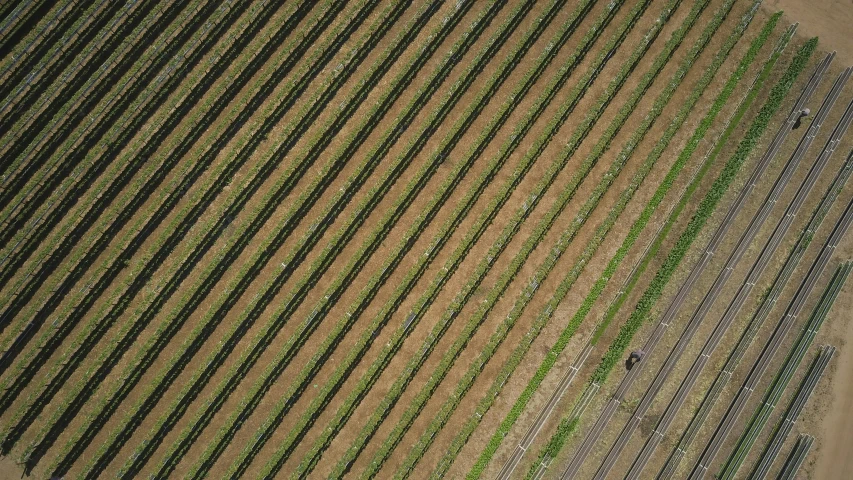 an aerial view of a farm with rows of crops, pixabay, wine, square lines, brown, striped