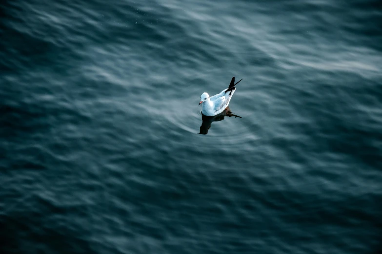 a bird flying over a body of water, an album cover, by Peter Churcher, pexels contest winner, hurufiyya, white head, ignant, king of the sea, photo 35mm