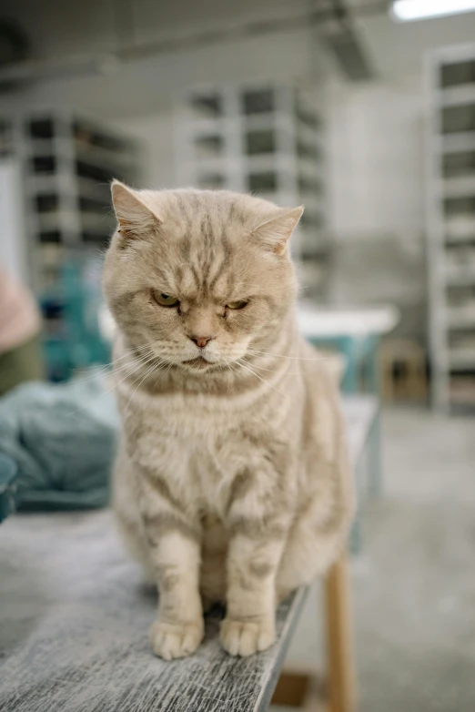 a cat sitting on top of a wooden table, looking angry, sitting on a lab table, soft but grumpy, 2019 trending photo