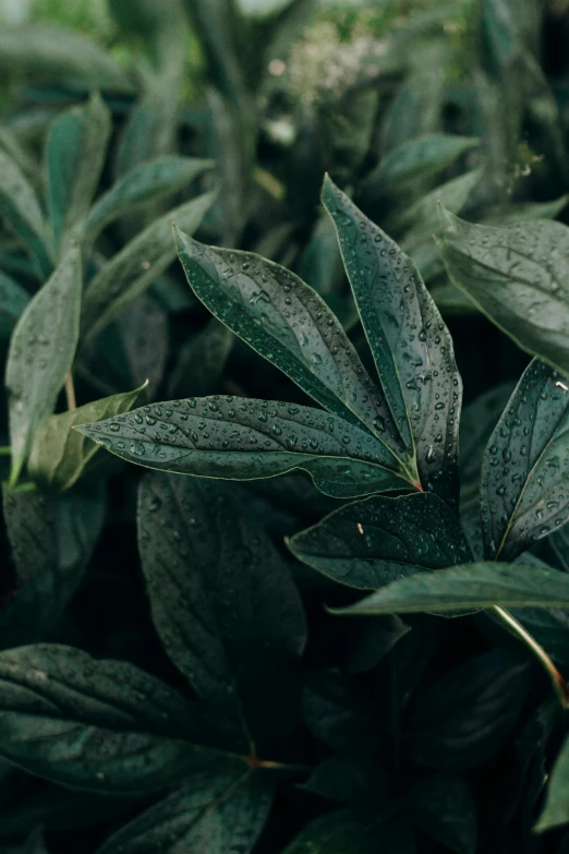 a close up of a plant with green leaves, an album cover, inspired by Elsa Bleda, trending on pexels, highly detailed textured 8k, monsoon, salvia, foggy jungle