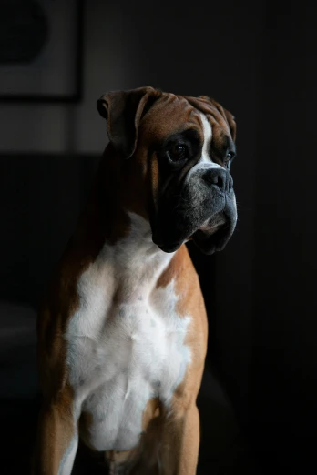 a brown and white dog sitting in a dark room, boxer, portrait featured on unsplash, multiple stories, portrait of tall